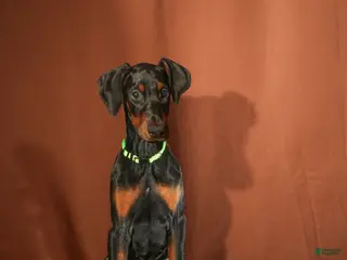 Doberman Pinscher dogs Green - Ad 37