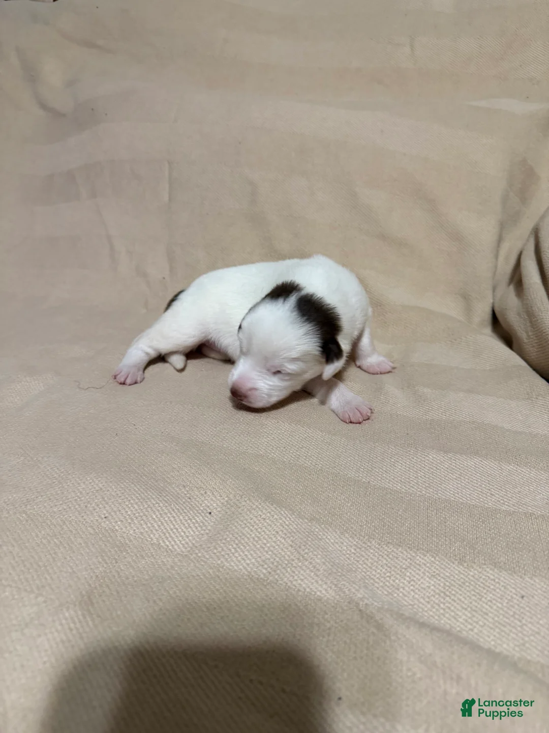 Mixed Breed dogs for sale: Rosie  - Ad 2