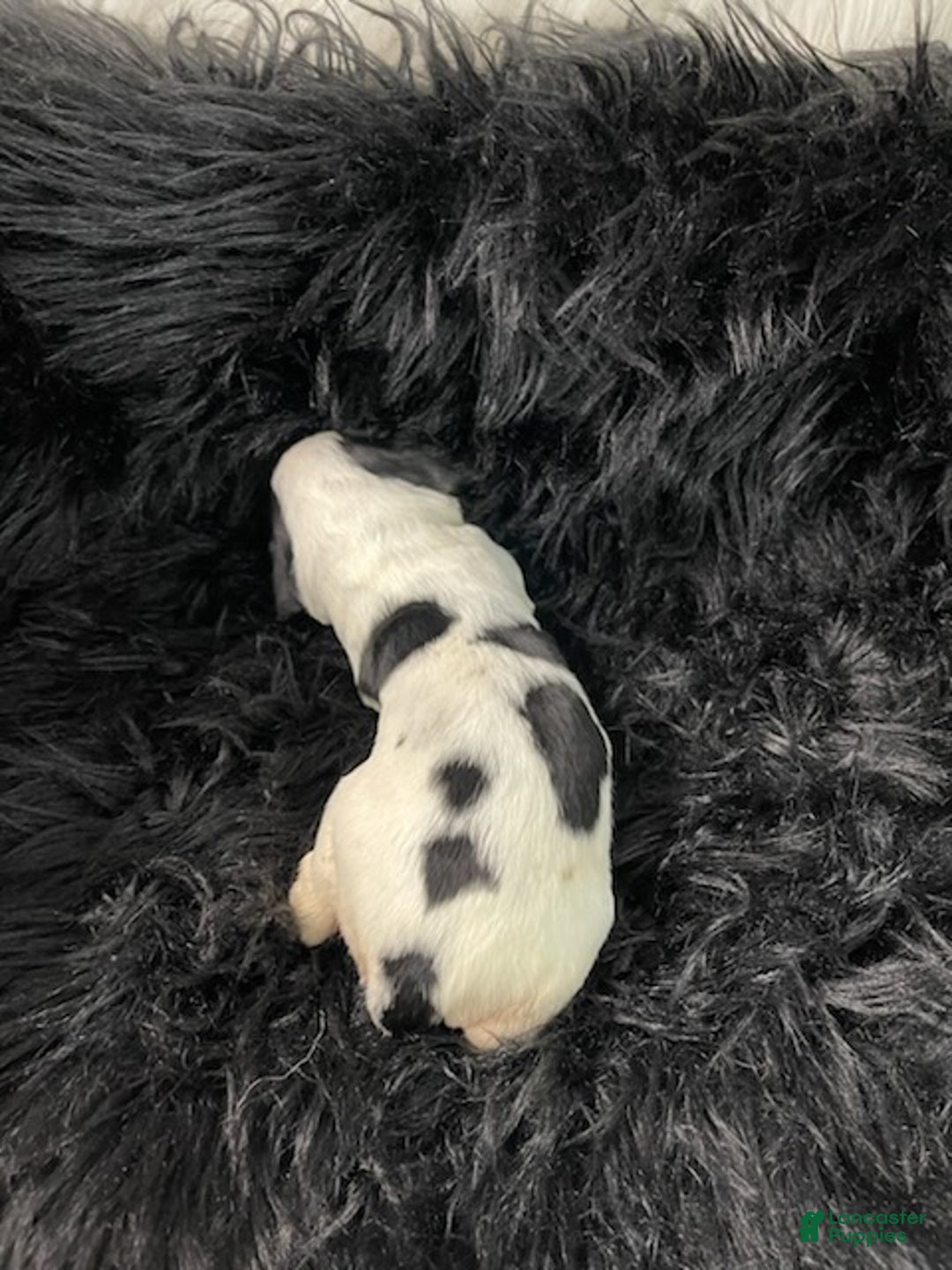 English Springer Spaniel dogs for sale: Gravy - Ad 5