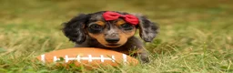 Miniature Dachshund dogs for sale: BAILEY - Ad 7