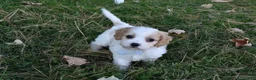 Cavachon dogs for sale: Carter - Ad 3