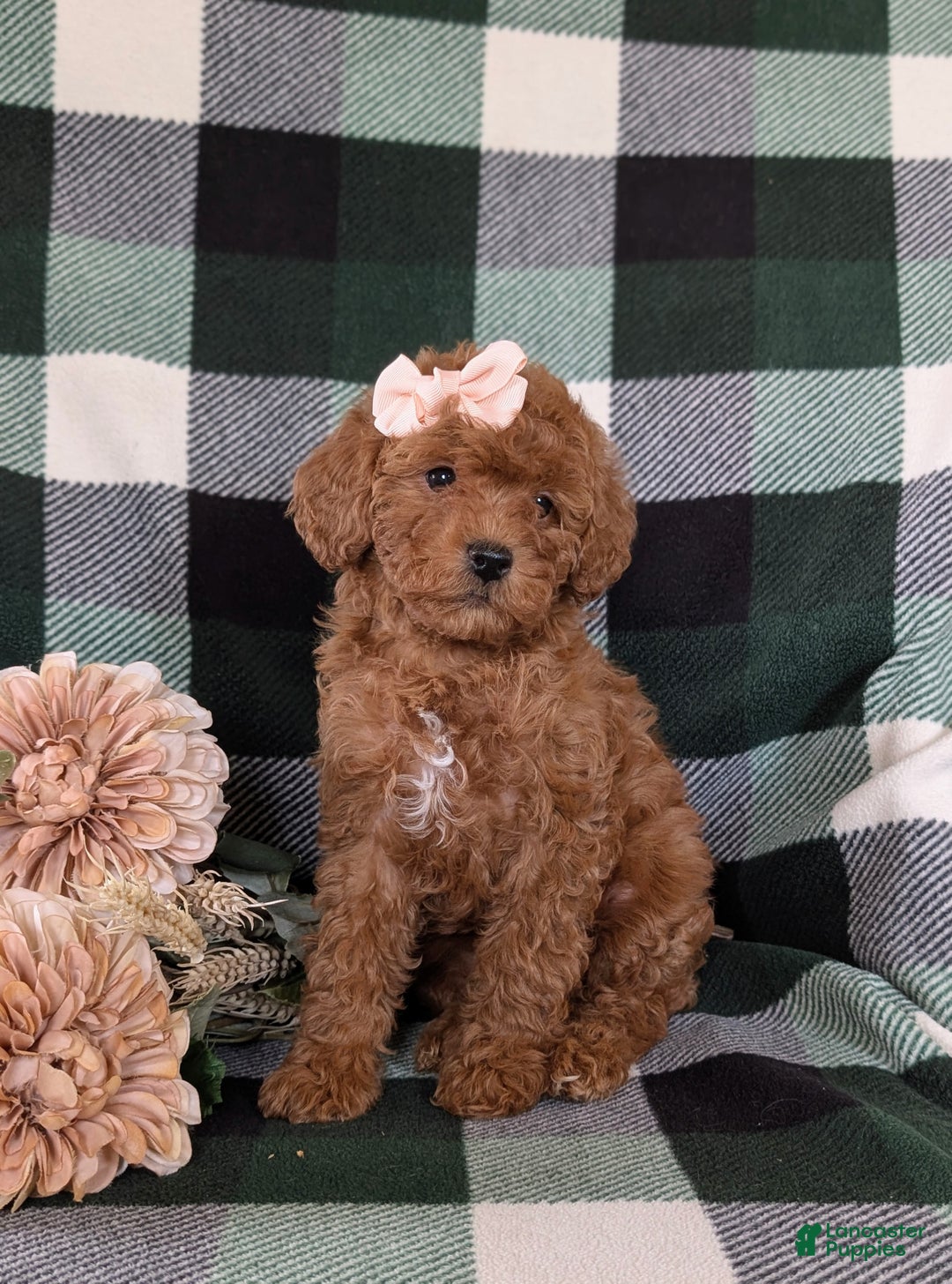 Shihpoo dogs for sale: Elsa - Ad 3