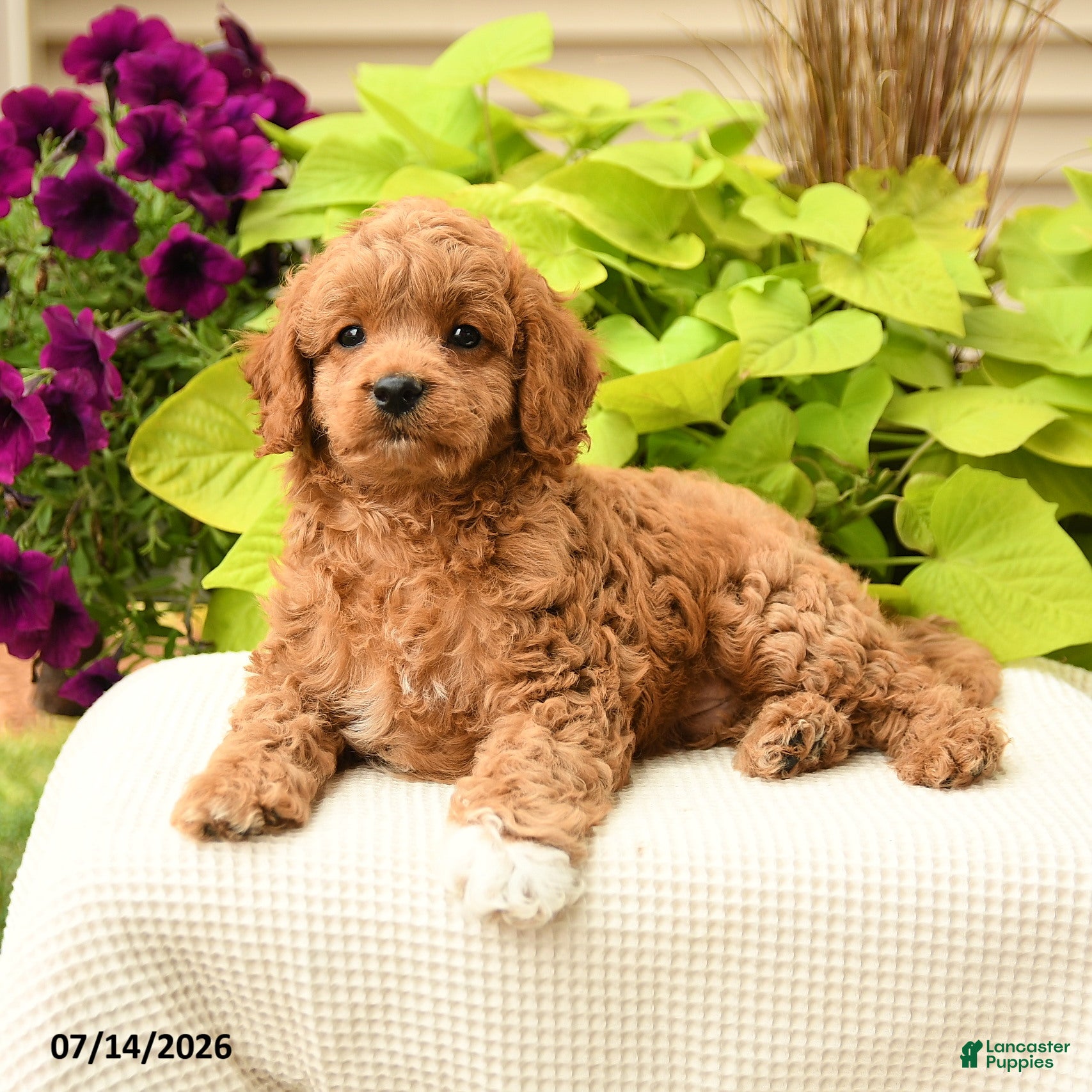 Cavapoo dogs Bubbles - Ad 1