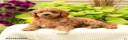 Cavapoo dogs for sale: Bubbles - Ad 1