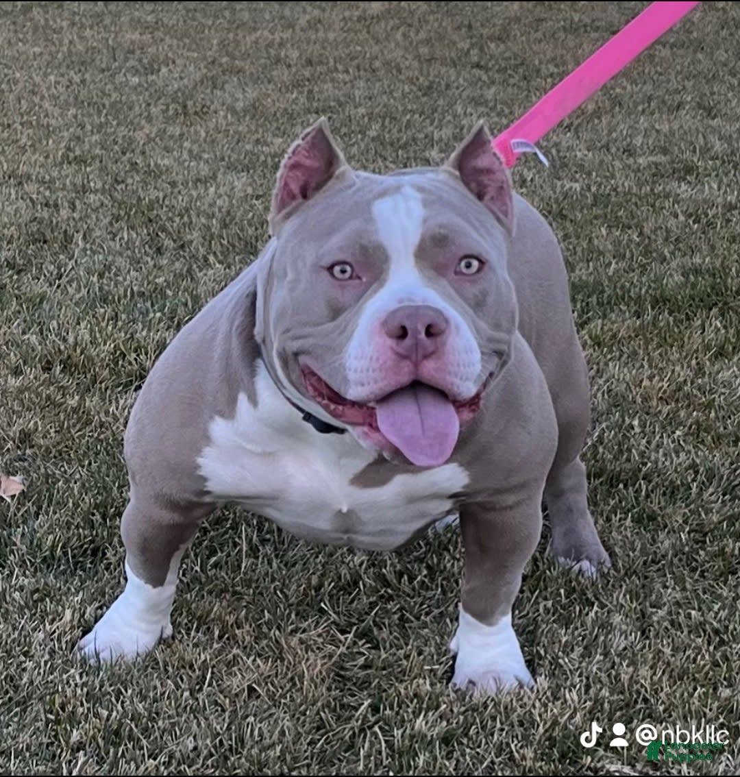 Gallery Image {{count}}