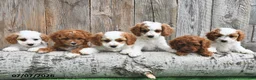 Cavapoo dogs for sale: Diesel - Ad 5