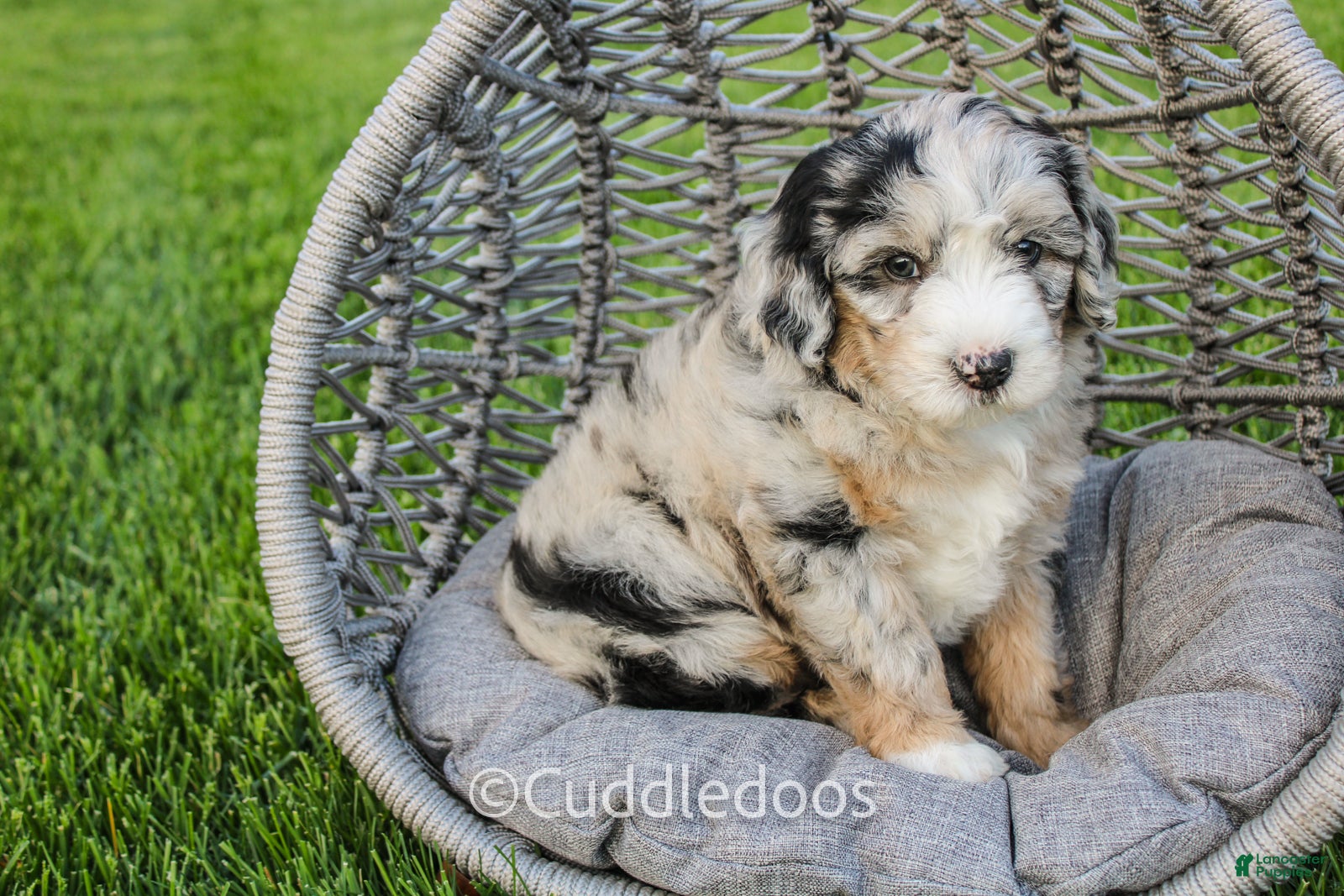 Mini Sheepadoodle dogs Marigold - Ad 1