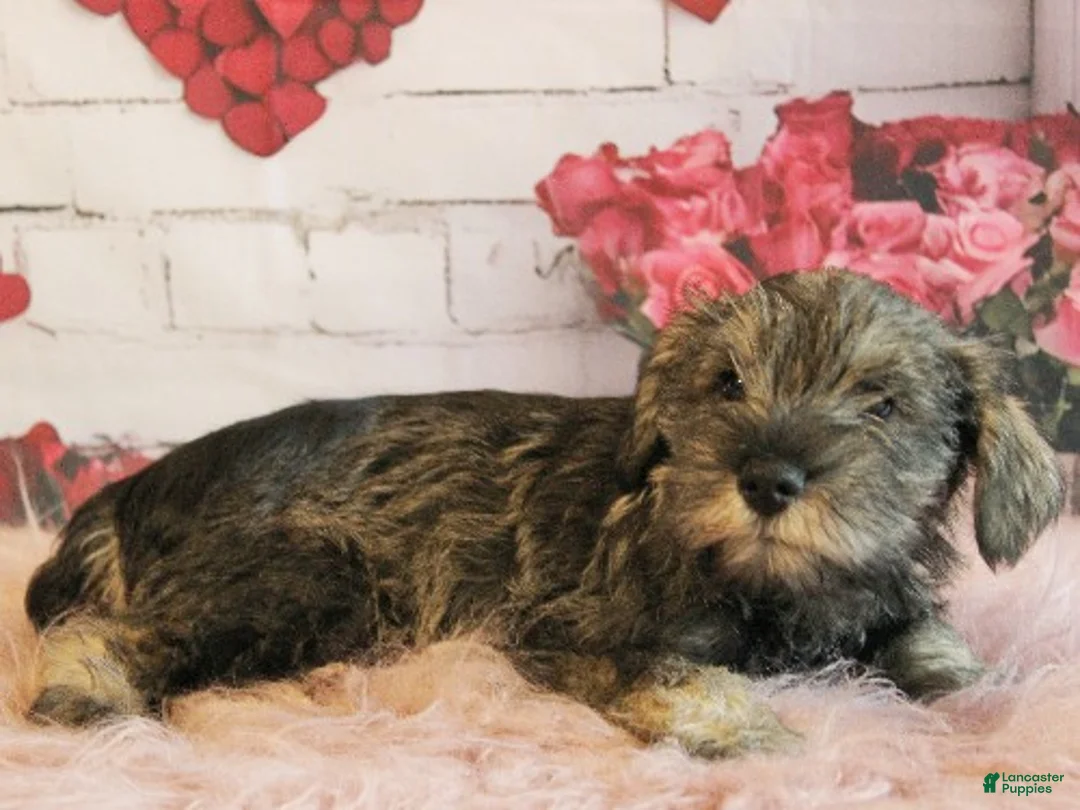Miniature Schnauzer dogs for sale: Finnigan - Ad 3