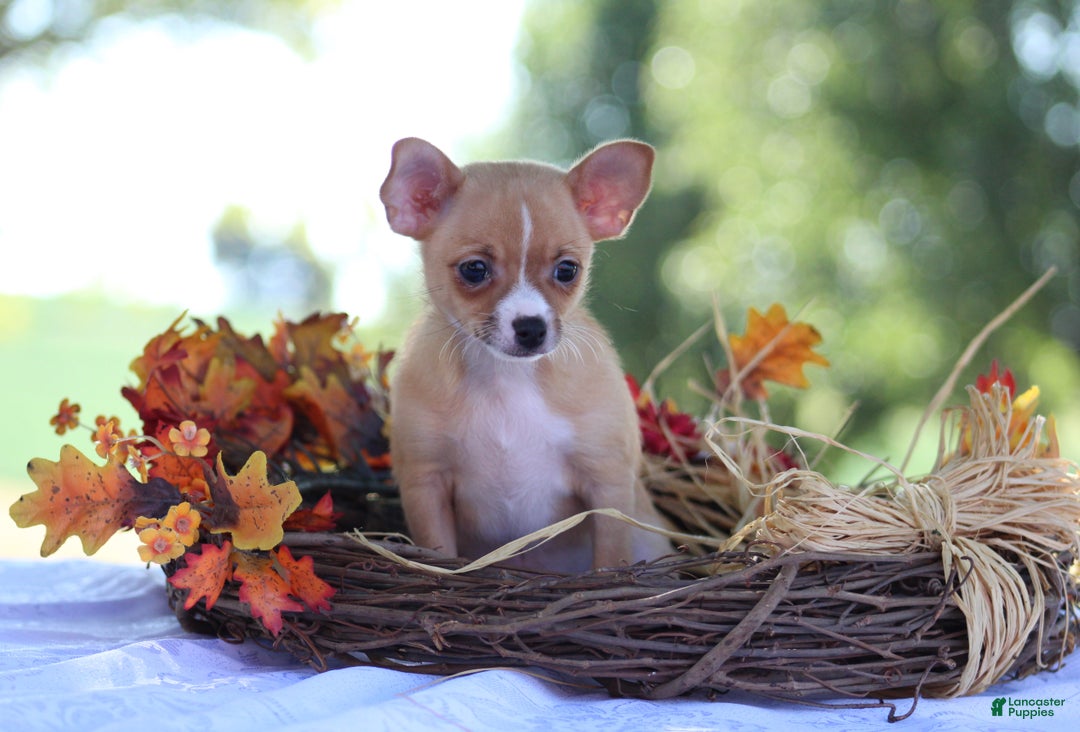 Philippines Older Chihuahuas For Sale Chihuahua Puppies For Sale