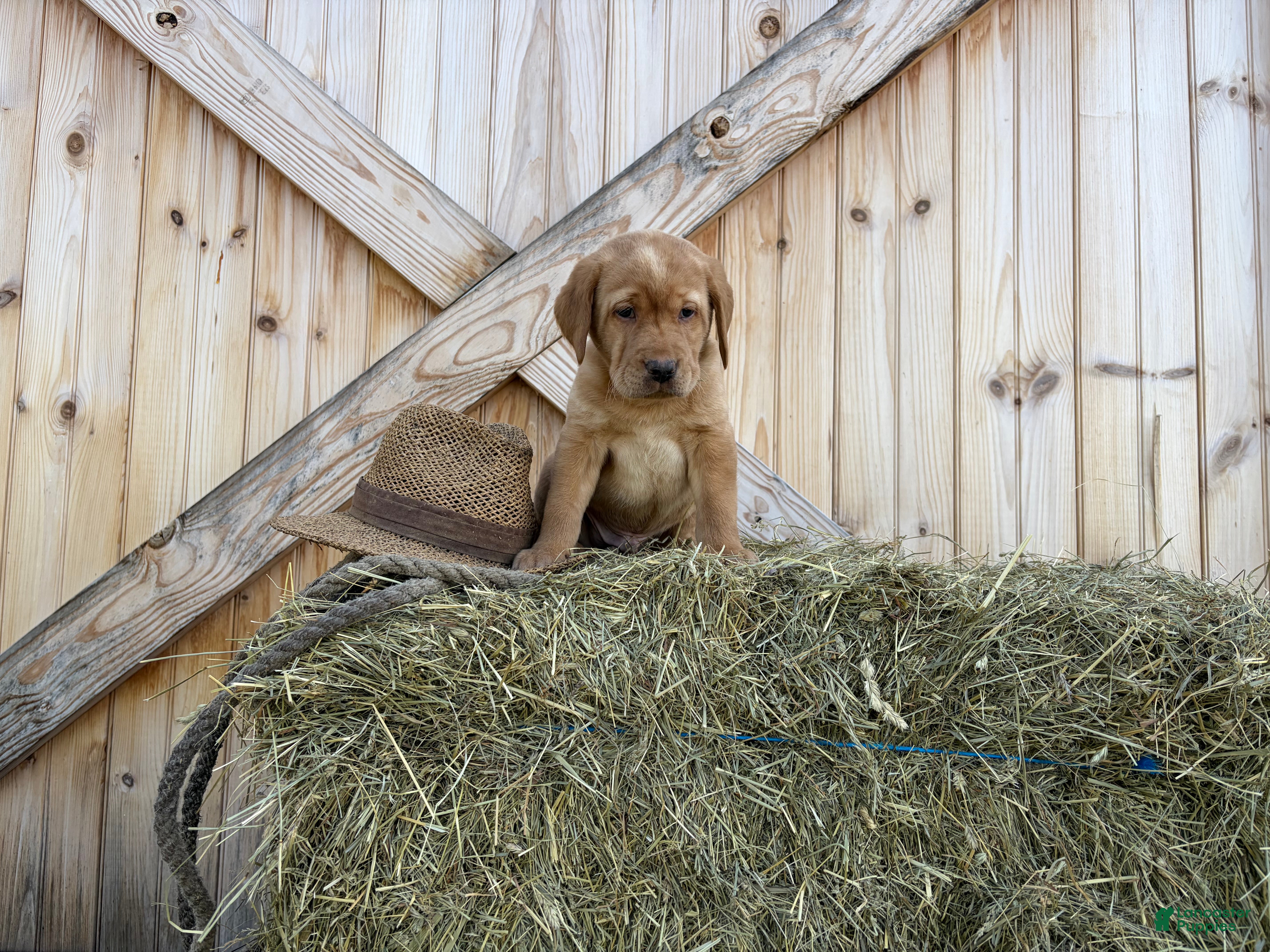 Labrador Retriever dogs Ranger - Ad 10