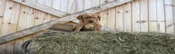 Labrador Retriever dogs for sale: Ranger - Ad 6