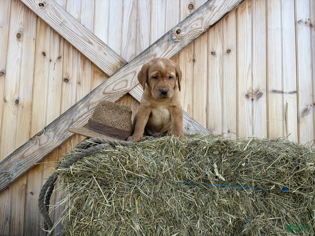Labrador Retriever dogs for sale: Ranger - Ad 1