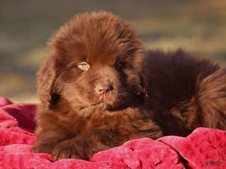 Newfoundland dogs Pansy - Ad 2