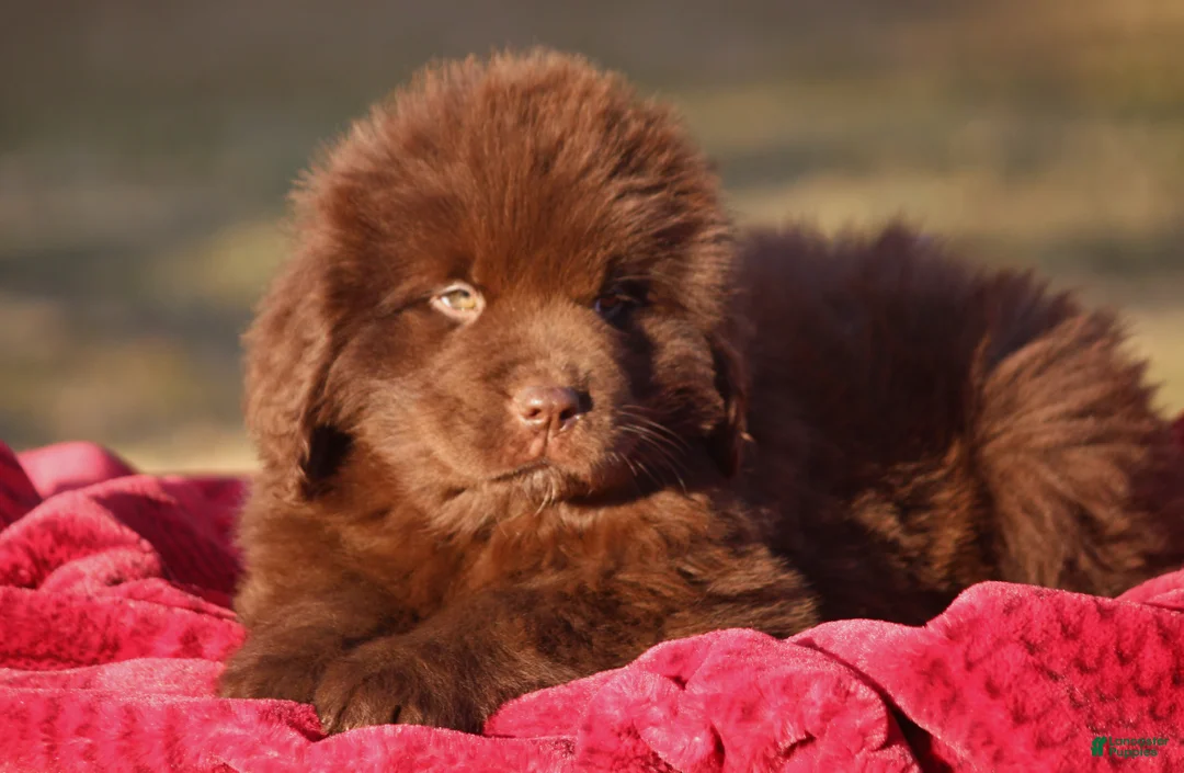 Newfoundland dogs for sale: Pansy  - Ad 8