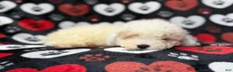 Bichpoo dogs for sale: Hex - Ad 9