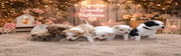 Mixed Breed dogs for sale: Mixed Breed 4 - Ad 5
