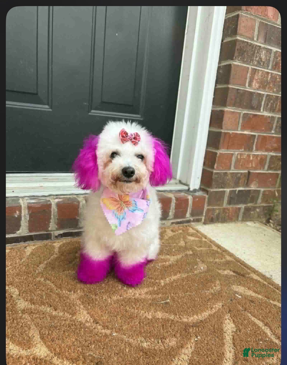 Maltipoo dogs Maltipoo 2 - Ad 15