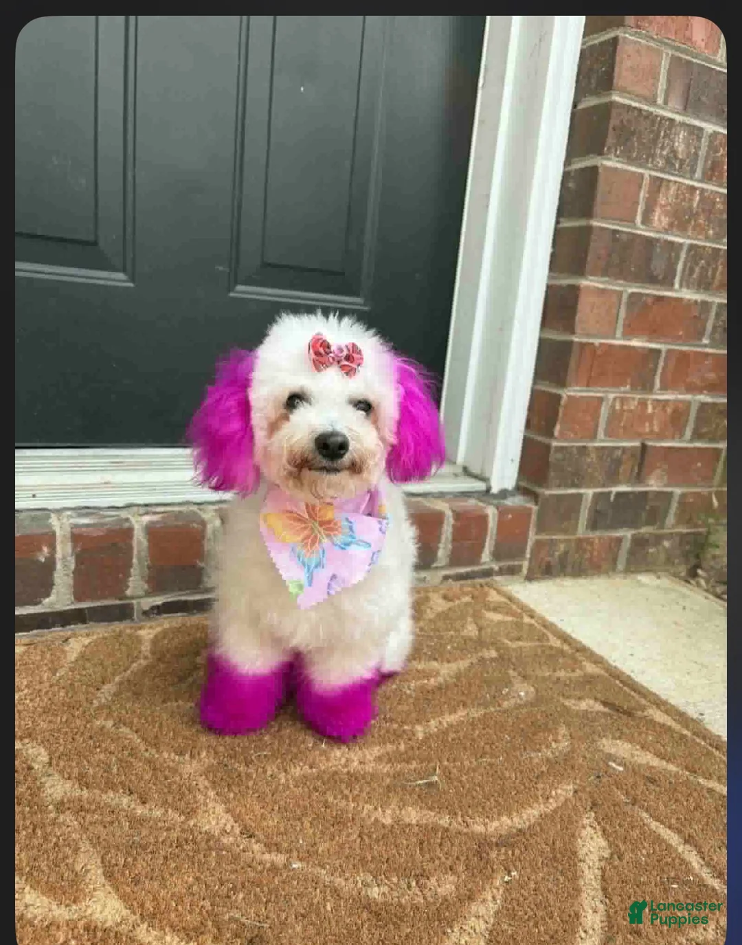 Maltipoo dogs for sale: Maltipoo 2 - Ad 1