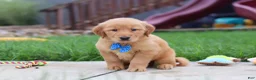 Golden Retriever dogs for sale:  Eclipse  - Ad 7
