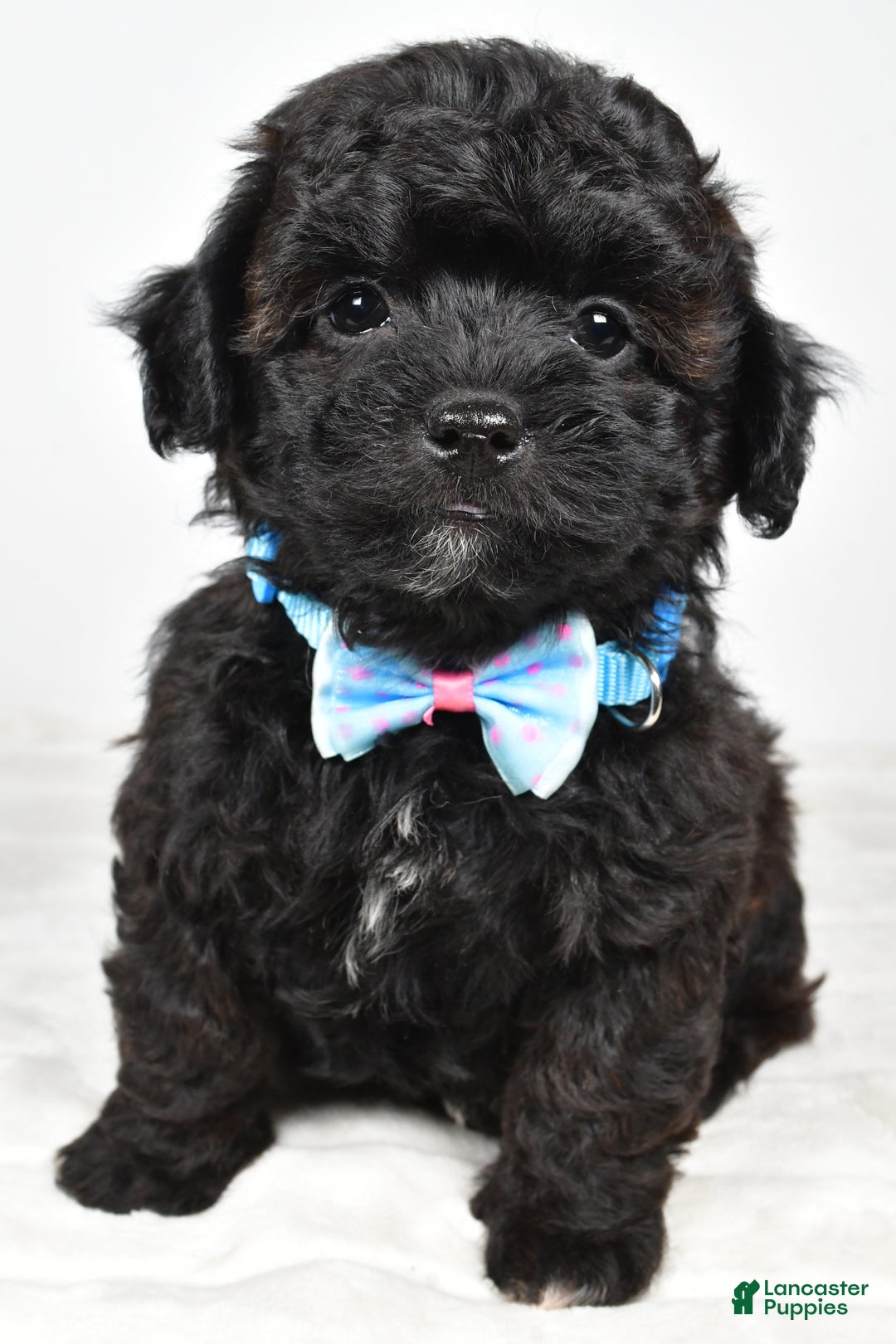Shihpoo dogs for sale: Ian - Ad 3