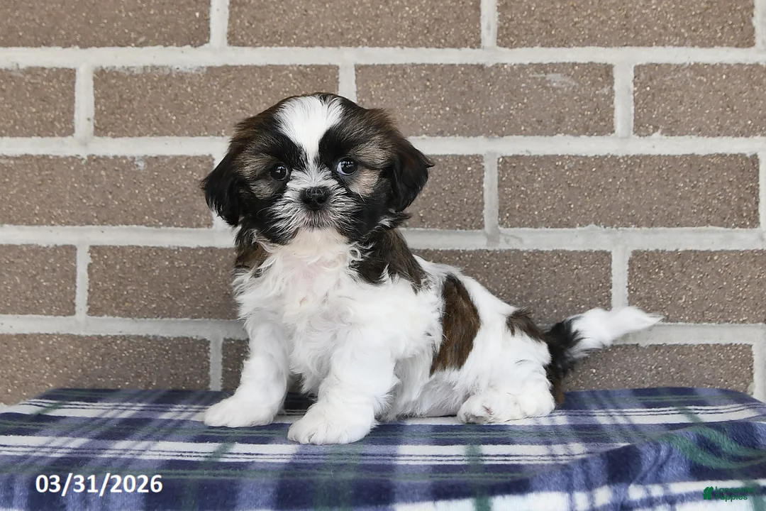 Shih Tzu dogs for sale: Teddy - Ad 1