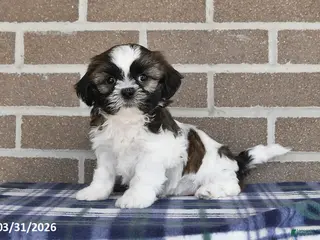 Shih Tzu dogs for sale: Teddy - Ad 4