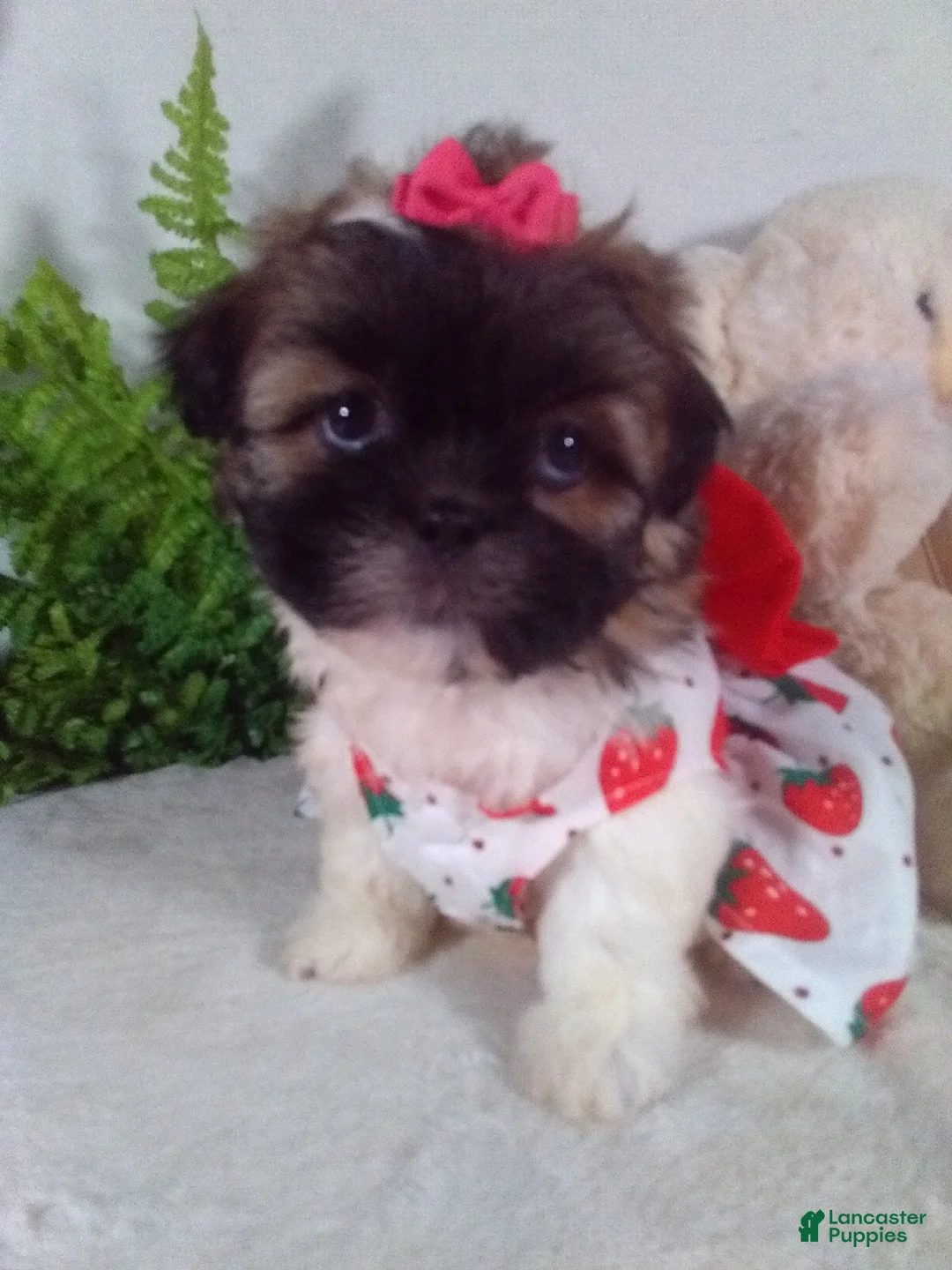 Shih Tzu dogs for sale: Allie  - Ad 1