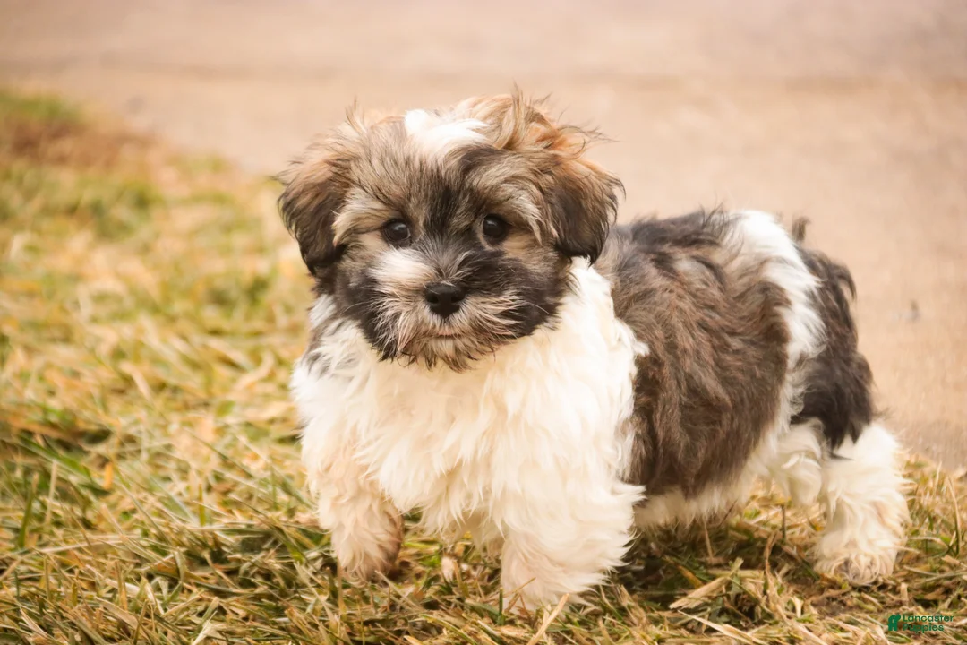 Havanese dogs for sale:  Snickerdoodle - Ad 9