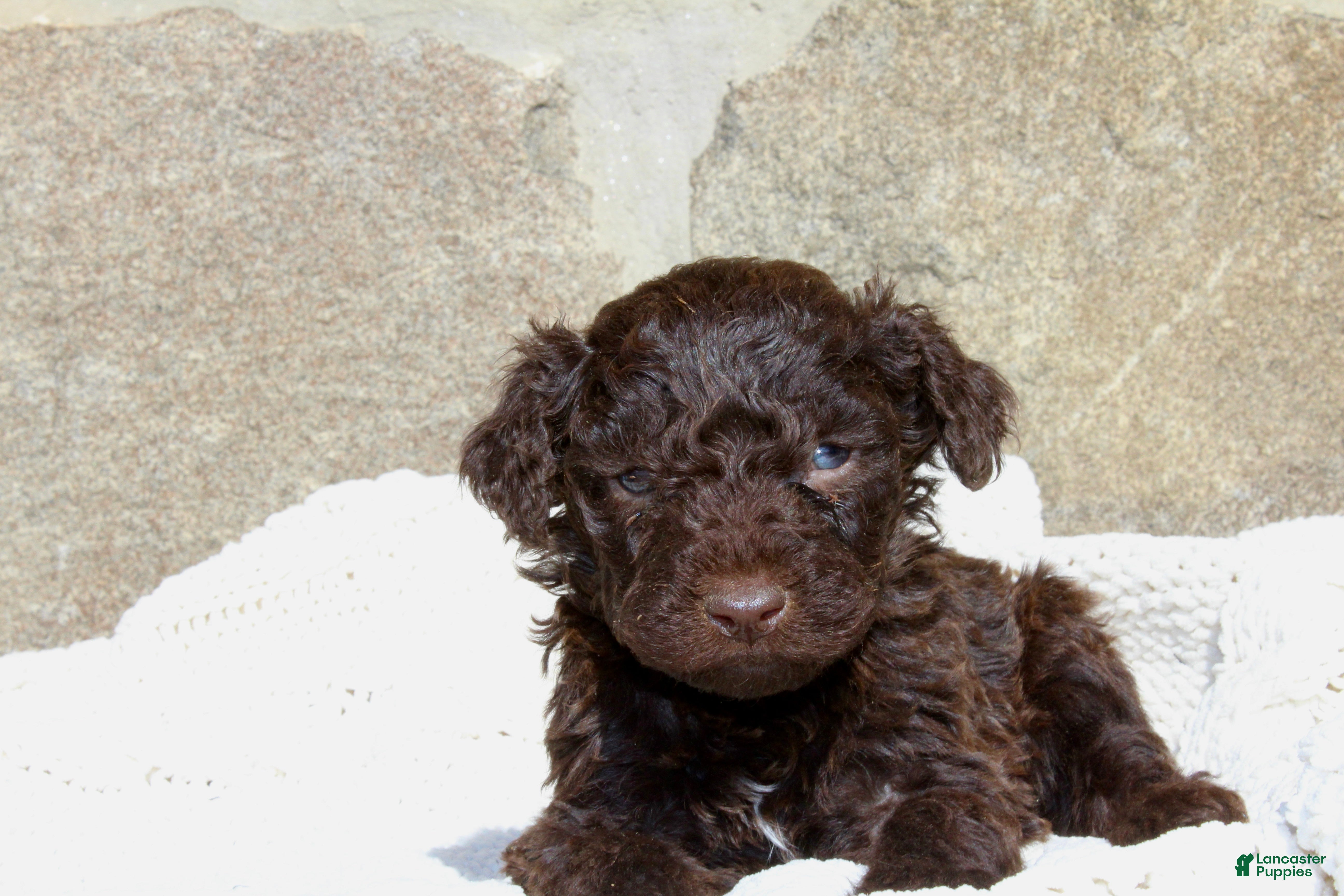 Portuguese Water Dog dogs Duke - Ad 2