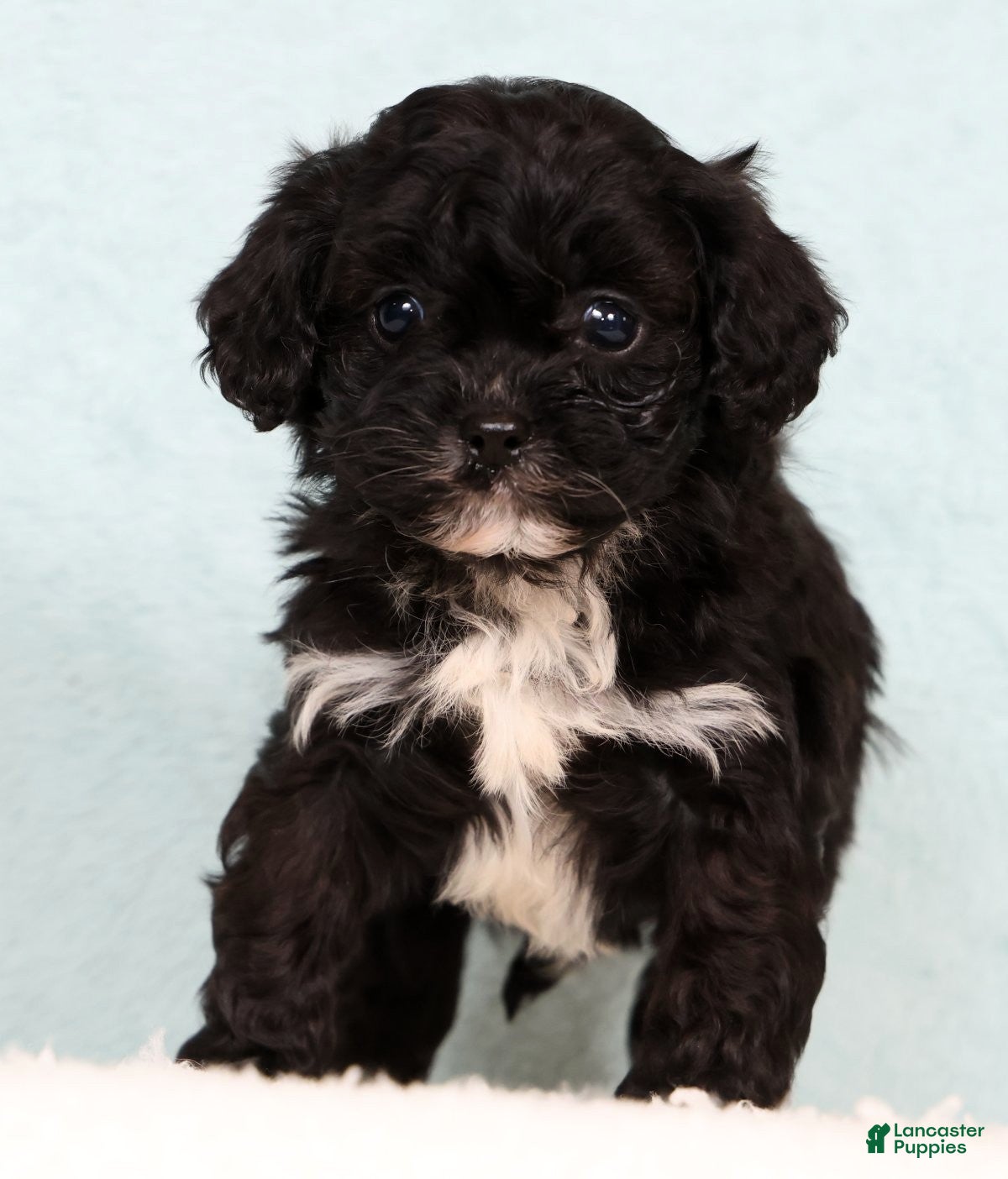 Cavapoo dogs Levi - Ad 2