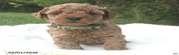 Miniature Poodle dogs for sale: Ricky - Ad 5