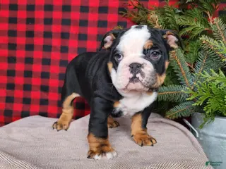 English Bulldog dogs Easton - Ad 5