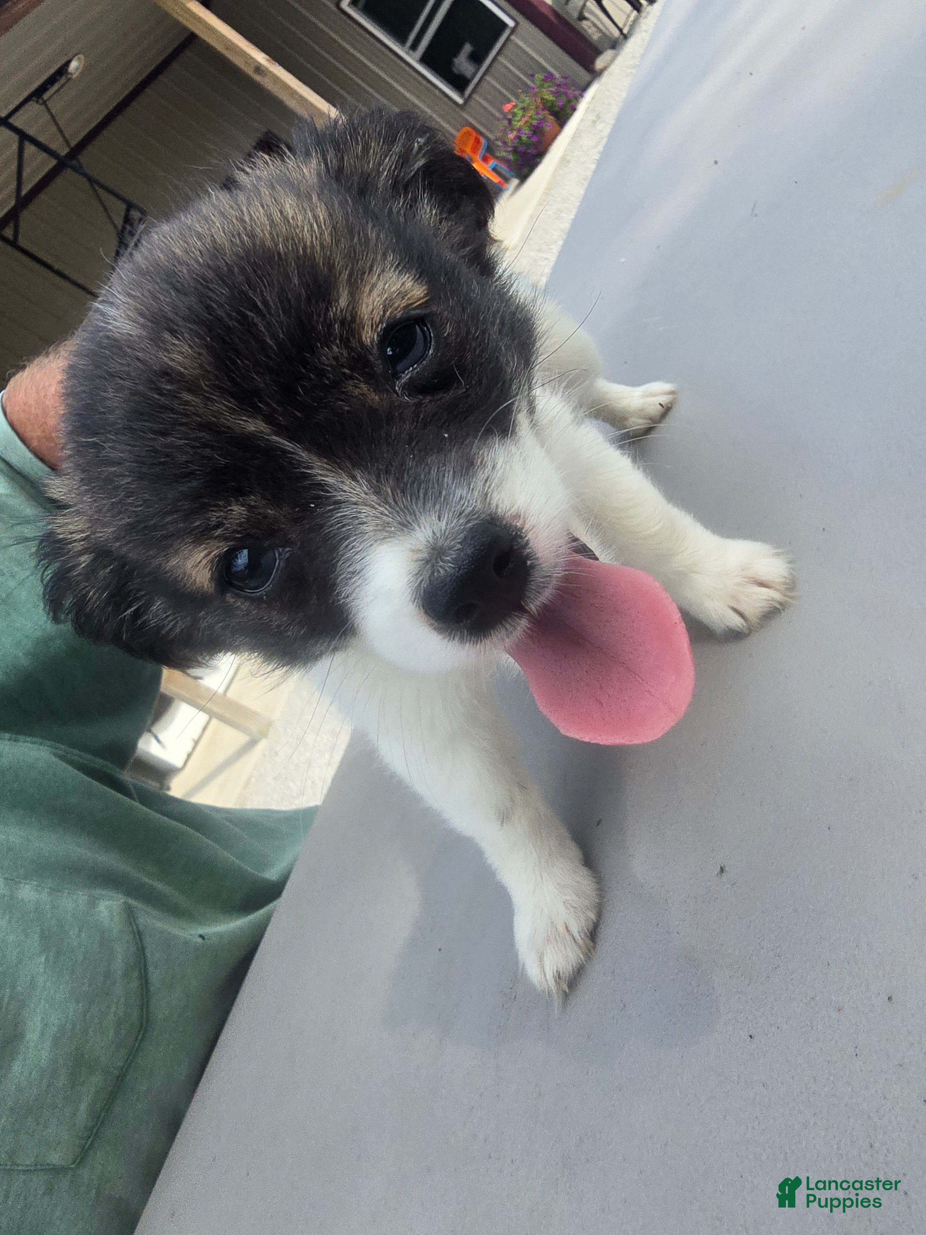 Pomchi dogs for sale: Lucy - Ad 4
