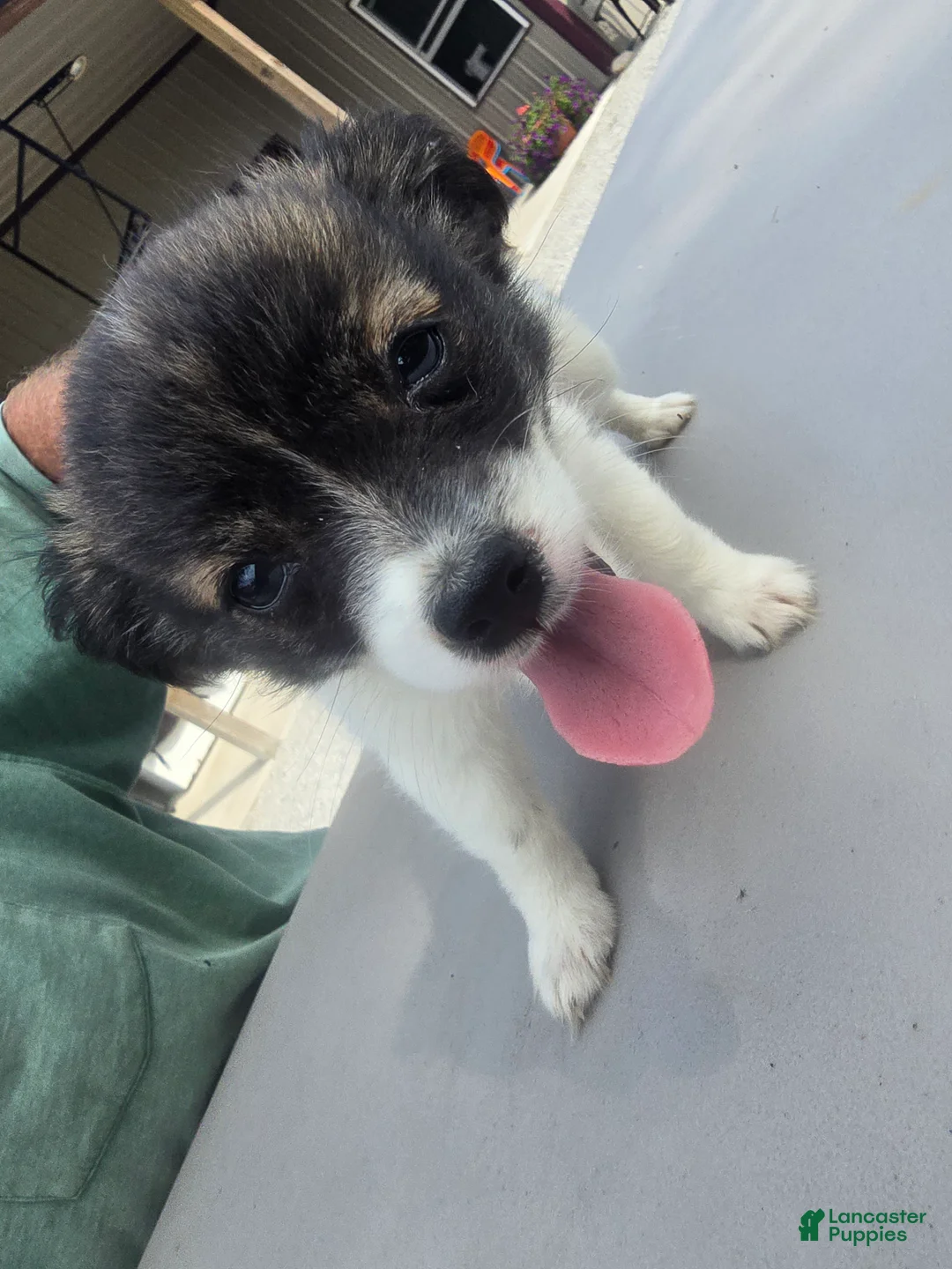Pomchi dogs for sale: Lucy - Ad 1