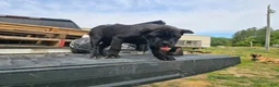 Cane Corso dogs for sale: Purple - Ad 4