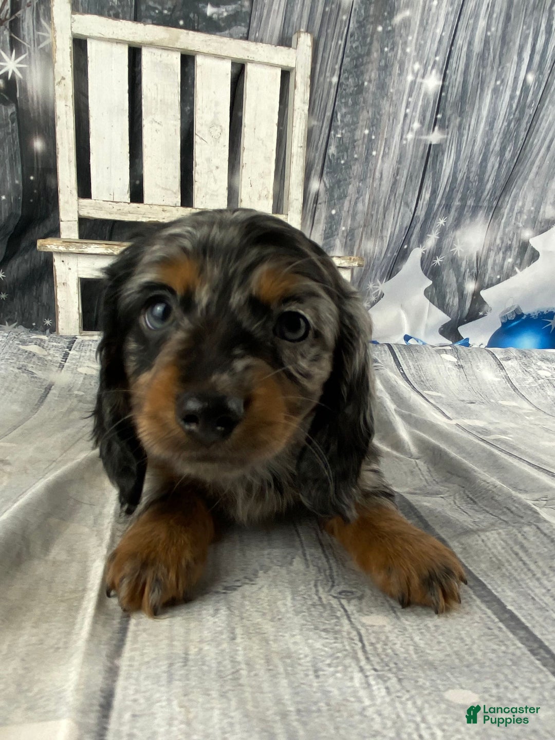 Miniature Dachshund dogs for sale: Marlow - Ad 1
