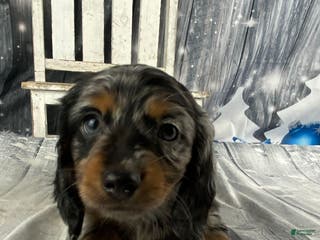 Miniature Dachshund dogs Marlow - Ad 30