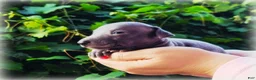 Italian Greyhound dogs for sale: Dilly - Ad 4