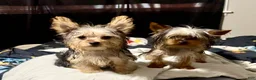 Mixed Breed dogs for sale: Khaotica - Ad 9