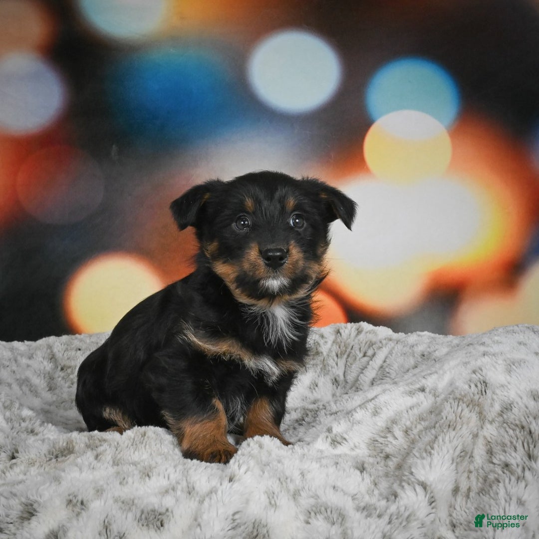 Mixed Breed dogs for sale: Rose - Ad 4