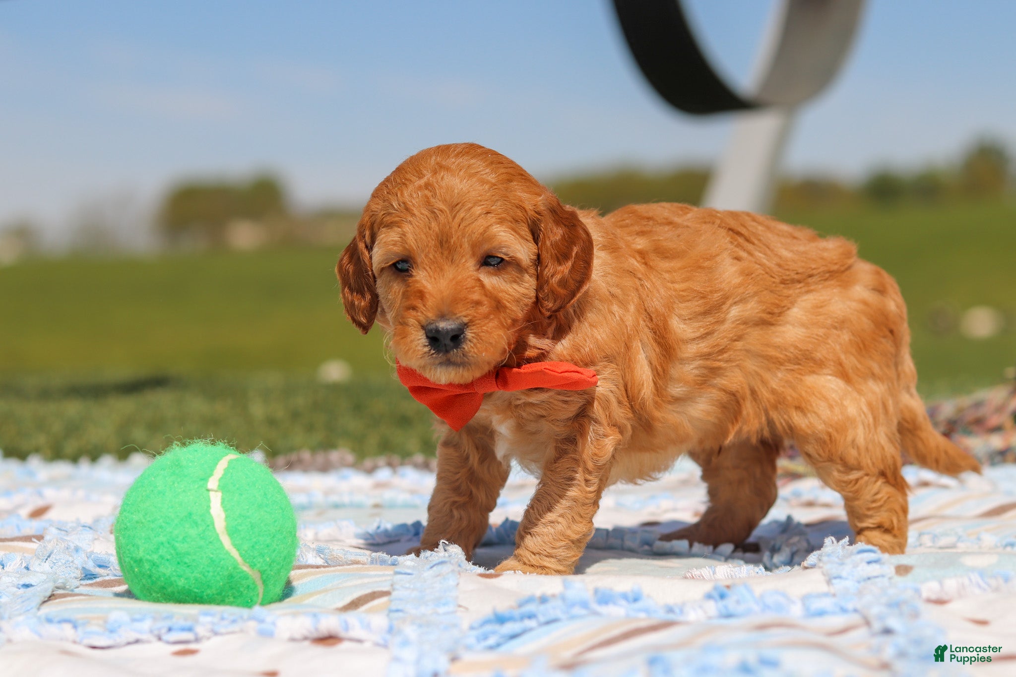 Mini Goldendoodle dogs for sale: Chase - Ad 2