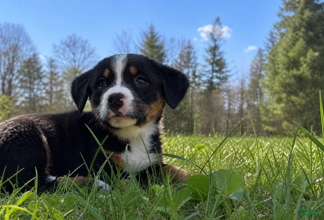 Mixed Breed dogs for sale: Mixed Breed Puppy 3 - Ad 8