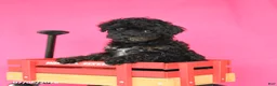 Toy Poodle dogs for sale: Ada - Ad 1