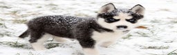 Siberian Husky dogs for sale: Comet - Ad 1