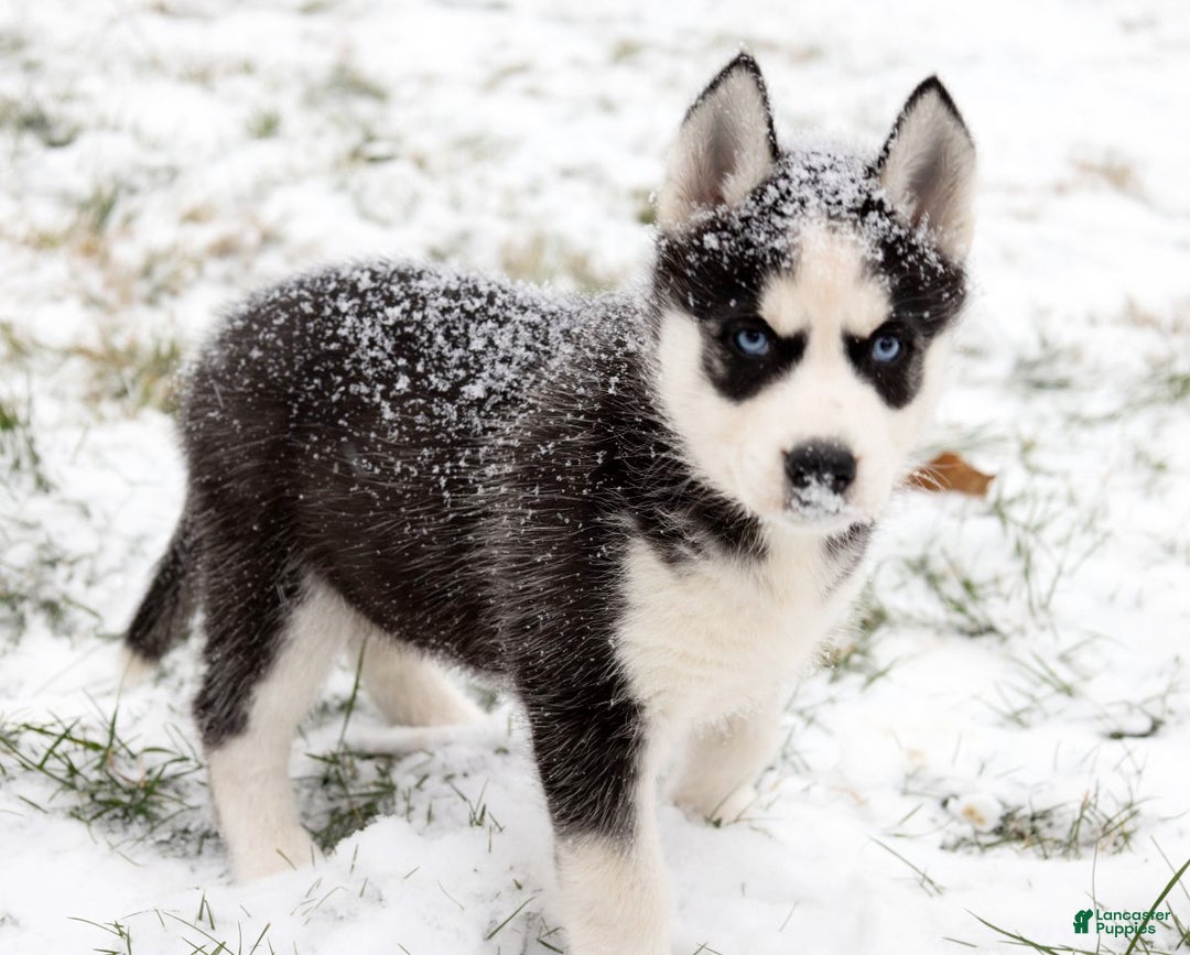 Siberian Husky dogs for sale: Comet - Ad 1