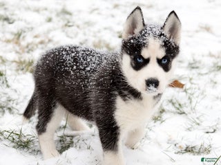 Siberian Husky dogs Comet - Ad 19