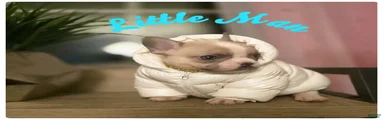 French Bulldog Puppy 2