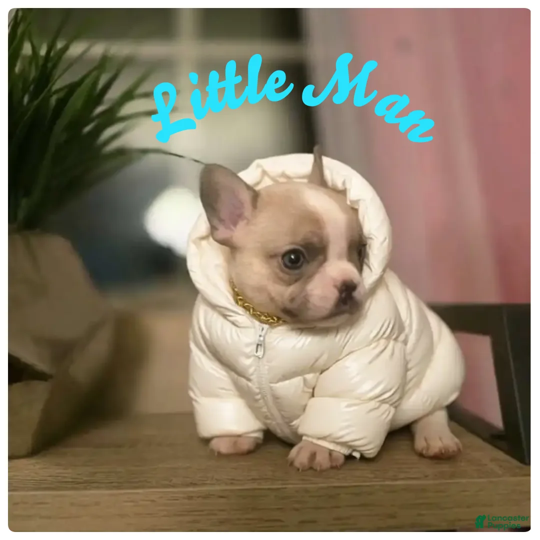 French Bulldog dogs for sale: French Bulldog Puppy 2 - Ad 1