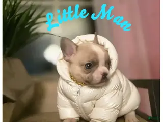 French Bulldog dogs French Bulldog Puppy 2 - Ad 22