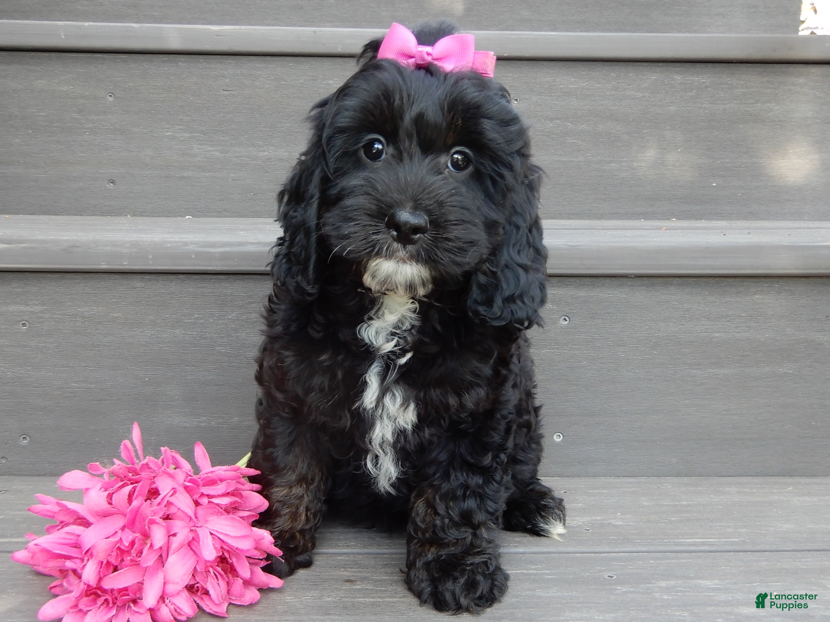 Cockapoo dogs for sale: Ellie - Ad 1